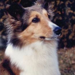 Shetland Sheepdogs from Cheren Waller's Shetland Sheepdogs