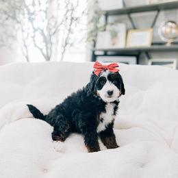 Flo - Tri-color female Bernedoodle puppy in Murray, Utah from Sun Valley Doodles