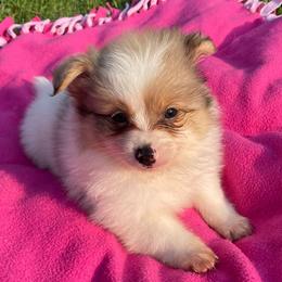 Pomeranians from Nancy's Pomeranians