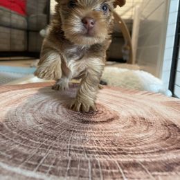 French Bulldog and Yorkshire Terrier Puppies from Casa De Silva LLC