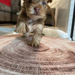 French Bulldog and Yorkshire Terrier Puppies from Casa De Silva LLC