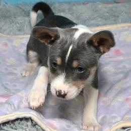 Azur...Blue tri male, 1,1 - Cream and white male Basenji puppy in Eugene, Oregon from Basenji Puppies