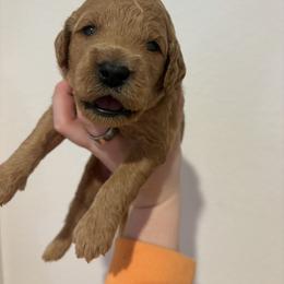 Rhaenyra - Apricot female Goldendoodle puppy in Richmond, Texas from Harper’s Heartbeats