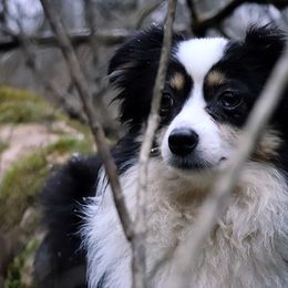 Border Collies, Miniature Australian Shepherds, and Toy Australian Shepherds from Windy Ridge Farms