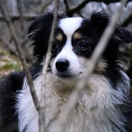 Border Collies, Miniature Australian Shepherds, and Toy Australian Shepherds from Windy Ridge Farms