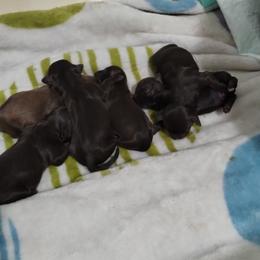 Dalmatians and Havanese from Anni's Spots