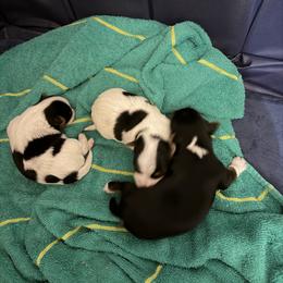 Yorkshire Terrier Puppies from Cassandra Lopez