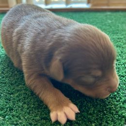 Travelin' Man - Red tri-color male Australian Shepherd puppy in Alamogordo, New Mexico from Two Nichols Aussies