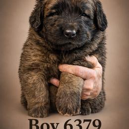Boy 6379 - Reddish brown male Leonberger puppy in Brandywine, Maryland from QVR Labradors and Leonbergers