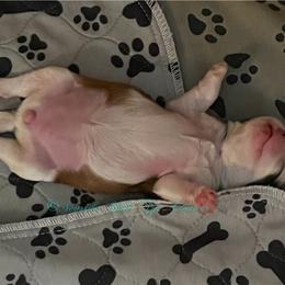 Shih Tzu Puppies from Seaside Shih Tzu Cottage