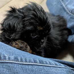 Boy 2 - Black and tan male Shih Tzu puppy in Mariaville, Maine from McKayla Hairston