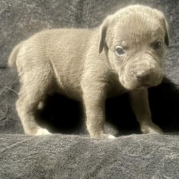 Blue collar - Gray male Cane Corso puppy in Atlanta, Georgia from Brandy Horne