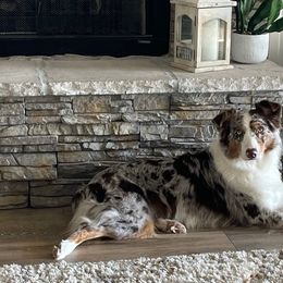 Aussiedoodles and Australian Shepherds from Autumn's Aussies