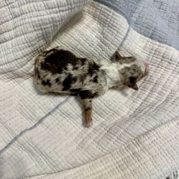 Scarlet - Red merle female Aussiedoodle puppy in Charlestown, Indiana from Forever Aussies and A Doodle