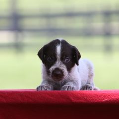 Girl 4 - Liver and white female German Wirehaired Pointer puppy in Reddick, Florida from Afterhours German Wirehaired Pointers and Basset Fauve de Bretagne