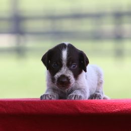 Girl 4 - Liver and white female German Wirehaired Pointer puppy in Reddick, Florida from Afterhours German Wirehaired Pointers and Basset Fauve de Bretagne