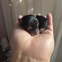 Yorkshire Terrier Puppies from Crystal Garden Yorkies