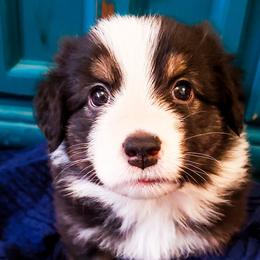 Australian Shepherd Puppies from Louvre Australian Shepherds