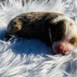 Sunny - Red merle female Miniature Australian Shepherd puppy in Louisville, Mississippi from Kristy’s Kennels