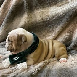 Bulldog Puppies from Semper Fi Bulldogs