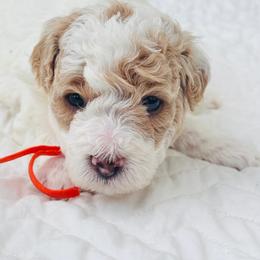 Crimson - Parti male Goldendoodle puppy in Piedmont, Oklahoma from Perdue Puppies