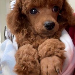 Poodles from Lady D's Oodles of Poodles