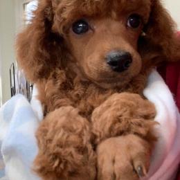 Poodles from Lady D's Oodles of Poodles