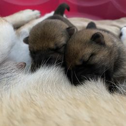 Shiba Inu Puppies from Absolute Shibas