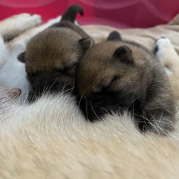 Shiba Inu Puppies from Absolute Shibas