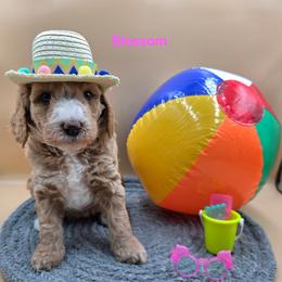 Blossom - Apricot female Goldendoodle puppy in Summerville, South Carolina from Channys Doodles