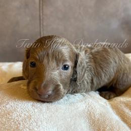 Daisy - Fawn (Isabella) female Dachshund puppy in Jonesboro, Illinois from Twin Hills Dachshunds