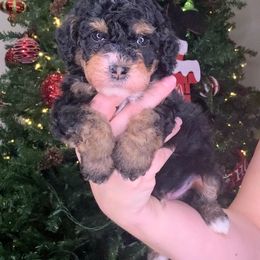 Tucker - male Golden Mountain Doodle puppy in Palestine, Texas from KK's Doodle Bunch