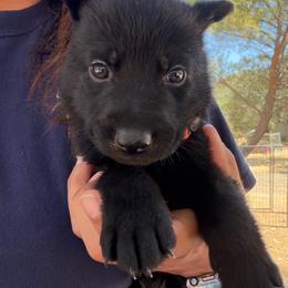 Black - Black male German Shepherd puppy in Descanso, California from KVA Shepherds