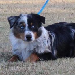 Merlin - Toy Australian Shepherd