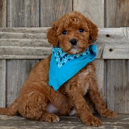 Virginia - Dark Pink Collar - Apricot female Goldendoodle puppy in Macedon, New York from Toodles Goldendoodles