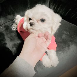 Blanco - Maltese
