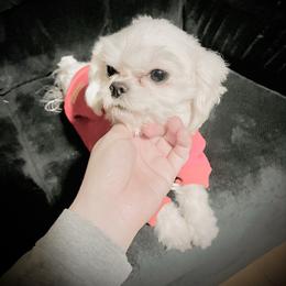 Blanco - Maltese