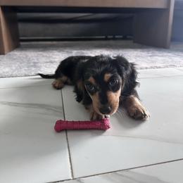 Theo - Dapple male Dachshund puppy in Tampa, Florida from Mini Dachshund Duo Pups