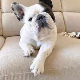 Max - French Bulldog