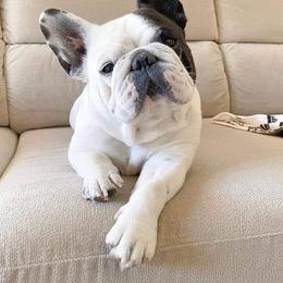 Max - French Bulldog