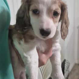 Mira - Piebald female Dachshund puppy in Randolph, Texas from Spindle's Little Treasures