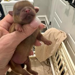 Bruno - Liver male Shih Tzu puppy in Mineola, Texas from RL Phillips Shihtzus