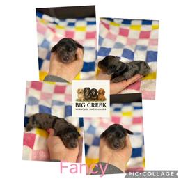 Fancy - Dapple female Dachshund puppy in Durant, Oklahoma from Big Creek Mini Dachshund