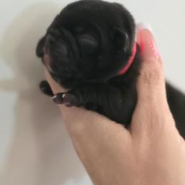 Drew - Brindle female French Bulldog puppy in Summerville, South Carolina from Pryde French Bulldogs
