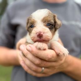 Mayze - Merle female Bernedoodle puppy in Warrensburg, Missouri from Dreamer Ridge Puppies