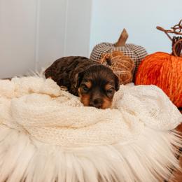 Boone - Blue merle male Aussiedoodle puppy in Tryon, North Carolina from Melrose Mountain Farm