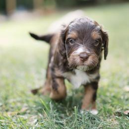 Bean - Tri-color male Cavapoo puppy in Perkasie, Pennsylvania from Little Paws by Harper