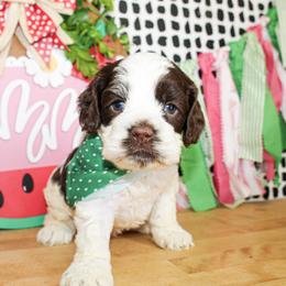 Max - Brown and white male Cockapoo puppy in Rattan, Oklahoma from Double M Cocker Spaniels