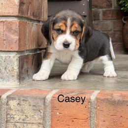 Casey - Black tan and white male Beagle puppy in Mansfield, Missouri from Rippee Creek Kennel