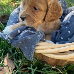 Cockapoo Puppies from ApplebyFarm